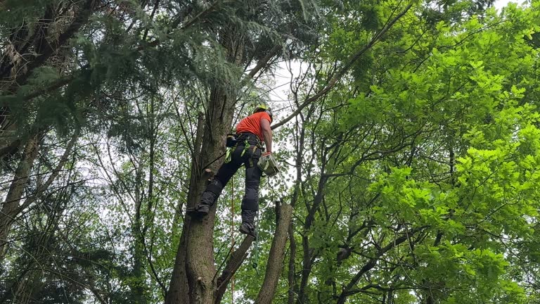 How Our Tree Care Process Works  in  Lanark, IL