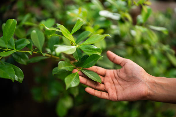 How Our Tree Care Process Works  in  Lanark, IL